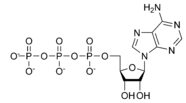 Chemical structure of adenosine triphosphate