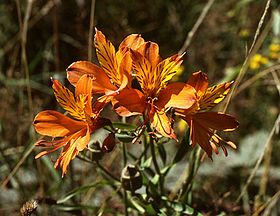 Alstromeria aurea