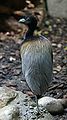 Grey-winged Trumpeter