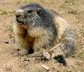 Havasi mormota (Marmota marmota)