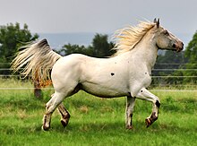 Dans un pré, un cheval massif est en train de trotter, la queue en panache.