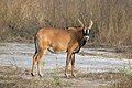 Image 11 Roan antelope Photograph credit: Charles James Sharp The roan antelope (Hippotragus equinus) is a species of savanna antelope found in western, central and southern Africa. Named for its reddish-brown coat, it has a black face with white patches around the eyes and the mouth, and a short erect mane of greyish brown hair extending from the back of the neck to the rump. This roan antelope, of the subspecies H. e. koba, was photographed in Senegal; the subspecies's range extends from Senegal to Benin in western Africa. More selected pictures