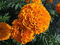 Tagetes