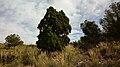 Tetraclinis articulata (Sabina mora o ciprés de Cartagena) en el Monte de las Cenizas.