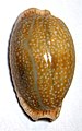 Cypraea erosa