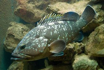 Un mérou brun (Epinephelus marginatus).