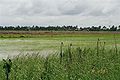 Image 7A rice field in Nickerie District (from Suriname)