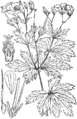 Geranium sylvaticum Gozdni babji zob plate 361 in: Martin Cilenšek: Naše škodljive rastline Celovec (1892)