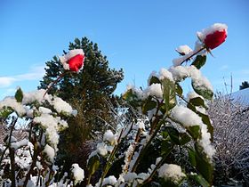 Letzte Rosen im ersten Schnee