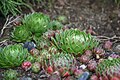 Semprevivo dei tetti (Sempervivum tectorum)