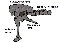 Siamotyrannus pelvis 01-ru.jpg