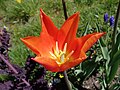 * Nomination: Tulip flower in Szczecin, Poland (by Salicyna) --Gpkp 10:27, 21 September 2024 (UTC) * * Review needed