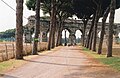 avenue of pines, Rome, Italy