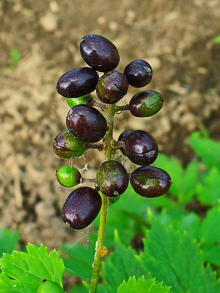 File:Actaea spicata 003.JPG