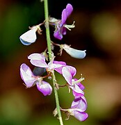 Desmodium gangeticum.