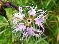 Dianthus speciosus