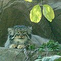 Otocolobus manul