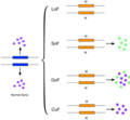 Image 1This figure shows a simplified version of loss-of-function, switch-of-function, gain-of-function, and conservation-of-function mutations. (from Mutation)