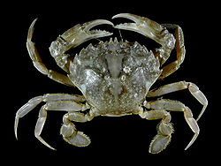 Liocarcinus vernalis.jpg