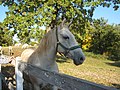 Un giovane cavallo lipizzano