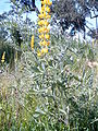 Lupino giallo Lupinus luteus