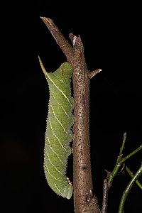 Marumba sp. caterpillar