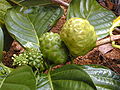 Noni-Baum (Morinda citrifolia)