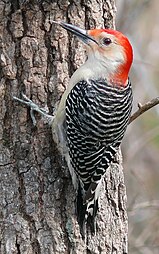 Männlicher Carolinaspecht (Melanerpes carolinus)