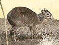 Maxwell's duiker