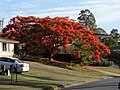 Um flamboiã em Brisbane, Australia