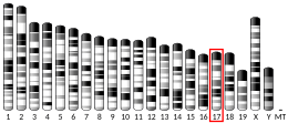 Chromosome 17 (mouse)