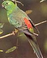 Red-rumped parrot