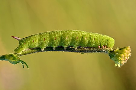 Smerinthus ocellatus caterpillar - Keila