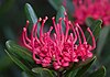 Tasmanian waratah