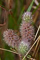 Trifolium arvense