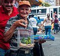 * Nomination Ancient selling about parrots --The Photographer 16:05, 21 March 2013 (UTC) * Promotion I like the composition despite the tight crop of the man in the background. --Tuxyso 16:37, 21 March 2013 (UTC)