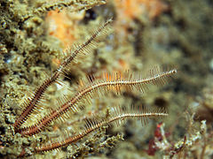 Ophiure araignée (Ophiopsila aranea)