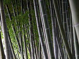 Bamboo maze, Japan