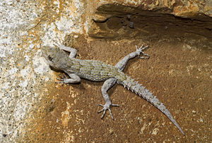 Κυρτοδάκτυλος, Mediodactylus kotschyi