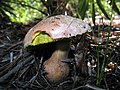 Boletus abruptibulbus