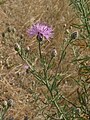 Centaurea stoebe