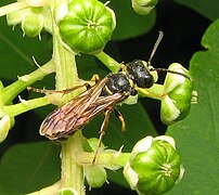 Cerceris macho (familia Crabronidae) Pensilvania, Estados Unidos