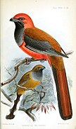 Male (top) and female Whitehead's trogons