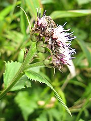 総苞が緑紫色で、総苞外片は幅2-4mmあり、先端は尾状に長く伸びて反曲する。頭花は散房状にまばらにつく。