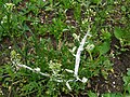 C. bursa-pastoris attacked by mold Albugo candida