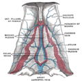 Velum interpositum