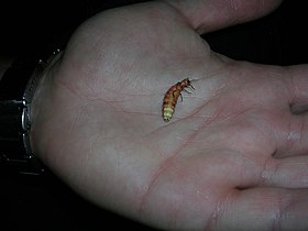 Firefly near Rifugio Timpa Rossa