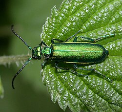 Lytta vesicatoria.