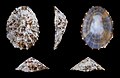 * Nomination Shell of a Rayed Mediterranean Limpet, Patella caerulea --Llez 05:47, 28 February 2013 (UTC) * Promotion Excellent! --Óðinn 06:15, 28 February 2013 (UTC)