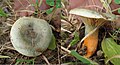 Lactarius deterrimus